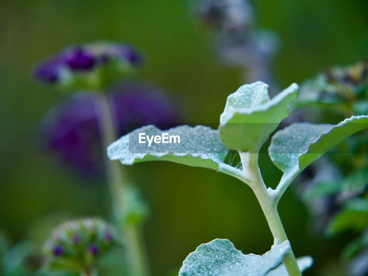 Close-up of purple flowering plant