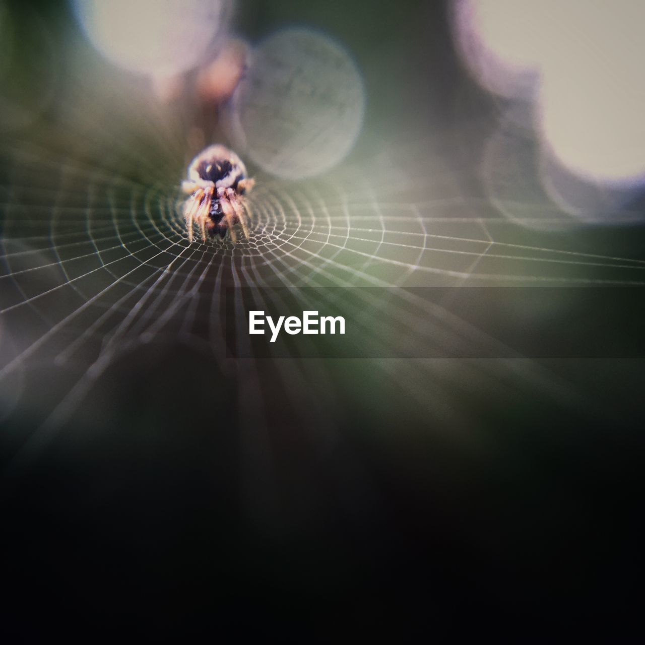 CLOSE-UP OF SPIDER WEB AGAINST BLURRED BACKGROUND