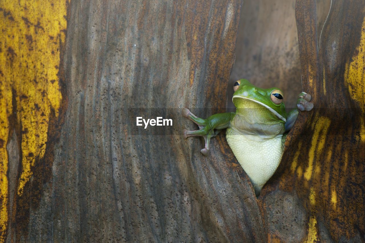 Close-up of frog on tree trunk