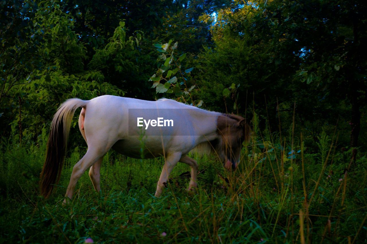 Horse walking on grassy field against trees