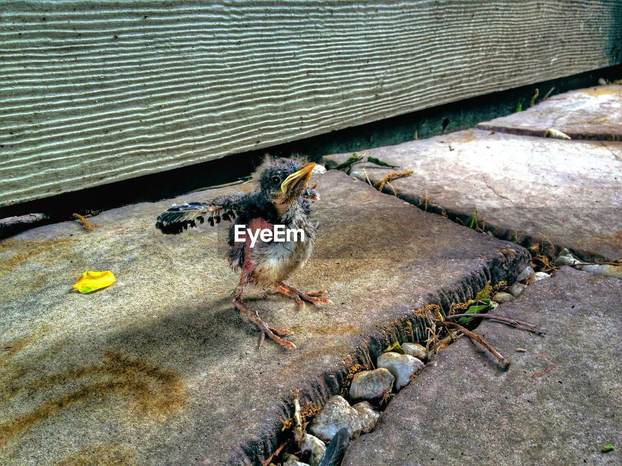 Close-up of injured bird on sidewalk