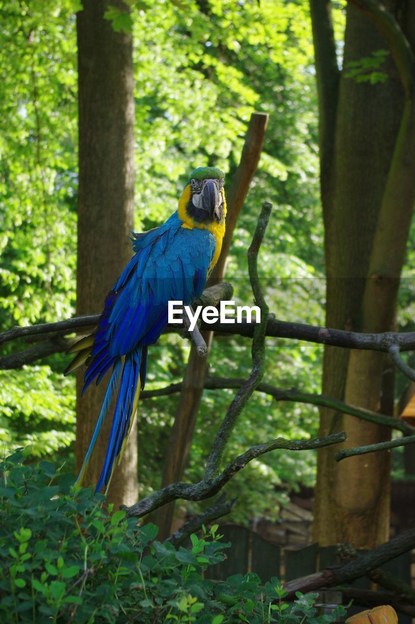 Ara ararauna blue-and-yellow macaw