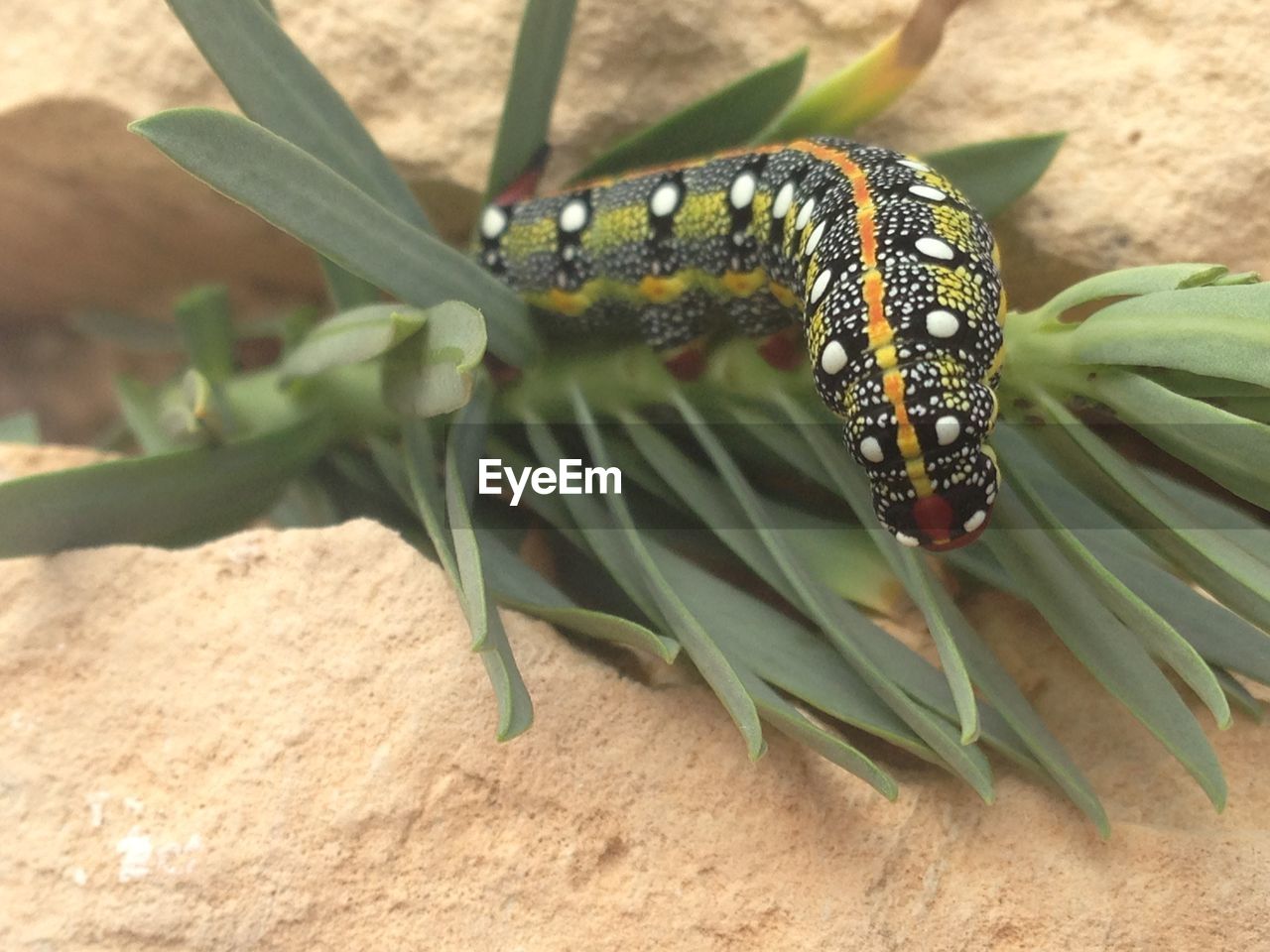 Close-up of caterpillar on plant