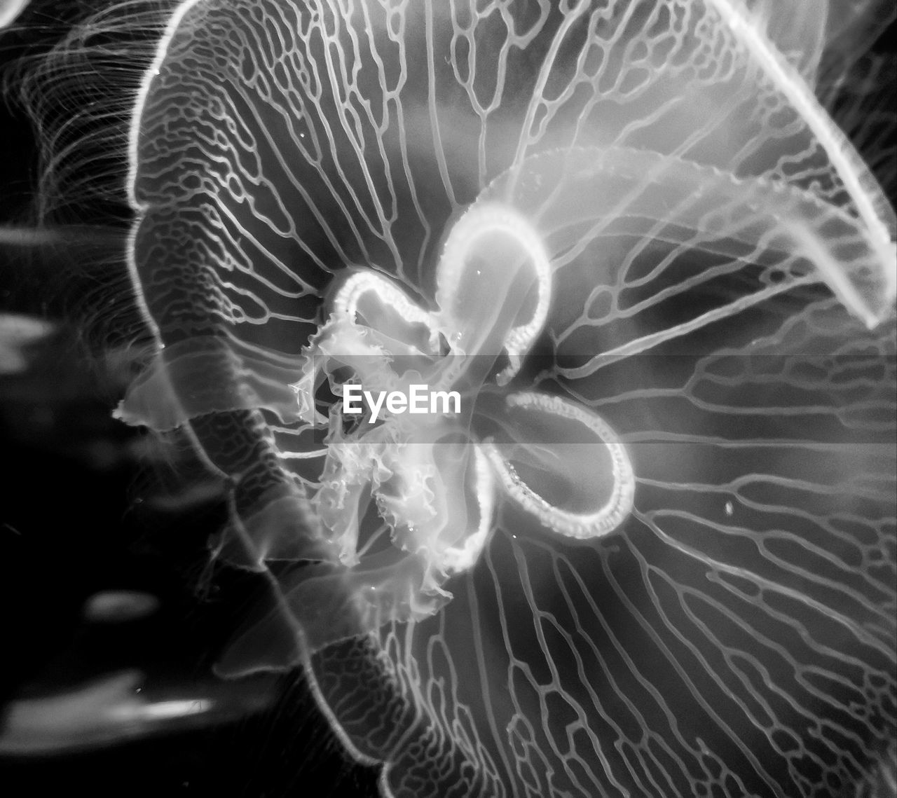 CLOSE-UP OF JELLYFISH SWIMMING