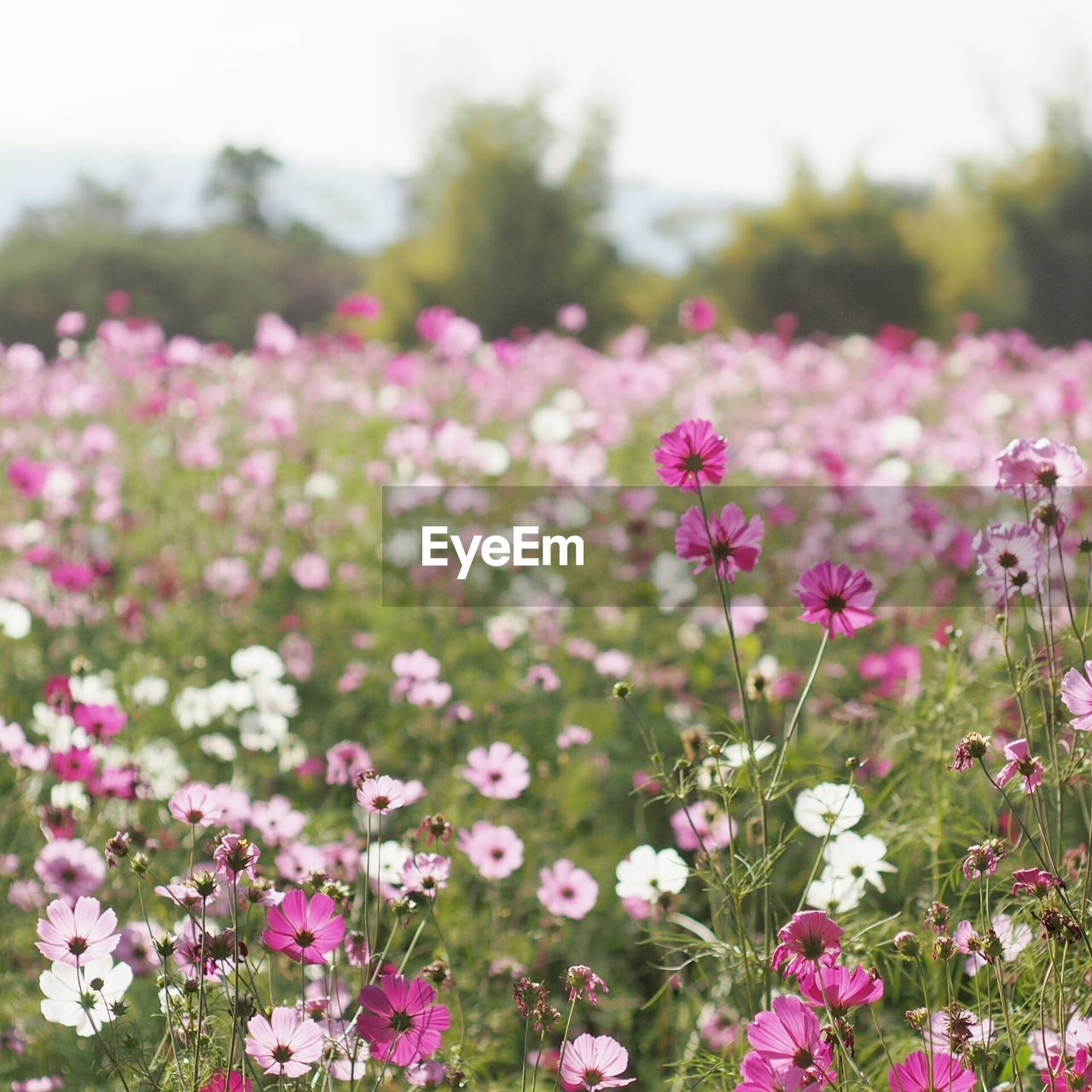 Pink flowers in field on sunny day