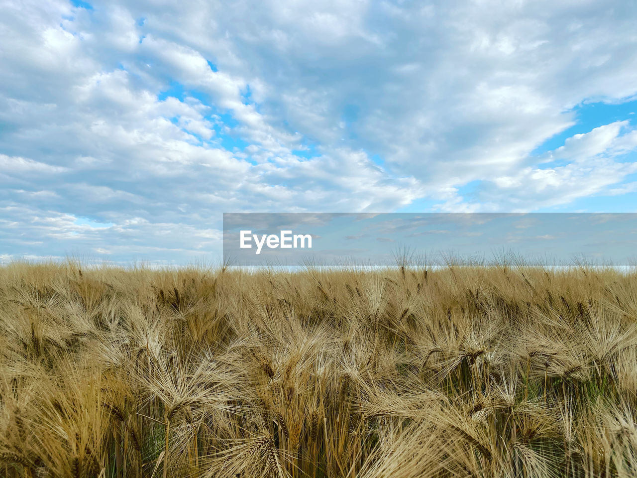 Field view up to the sky