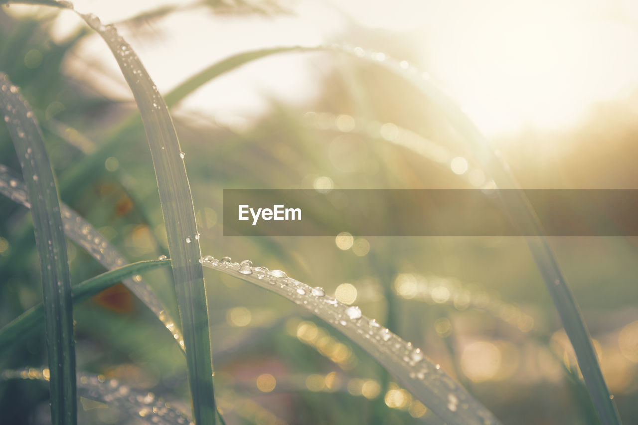 CLOSE-UP OF RAINDROPS ON GRASS