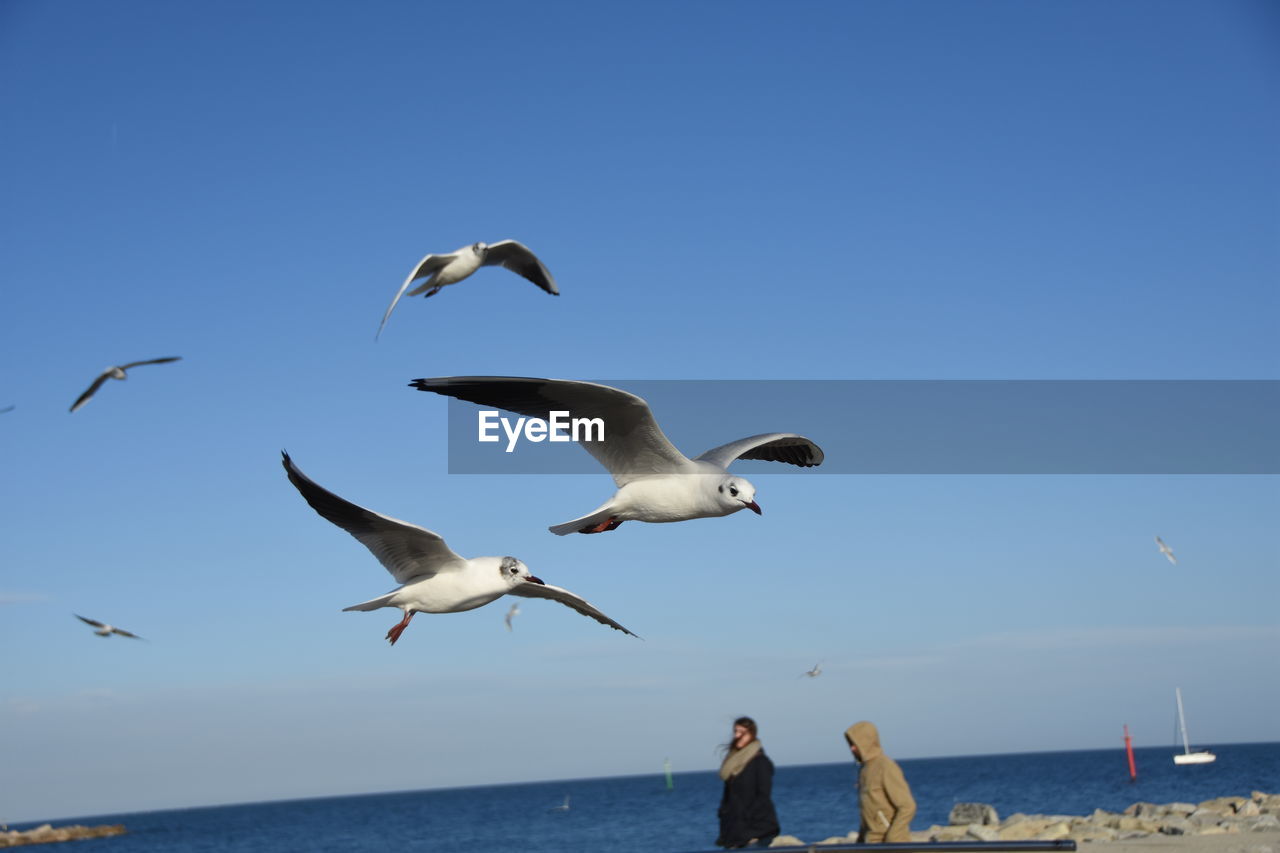 Scenic view of seagull flying against clear sky