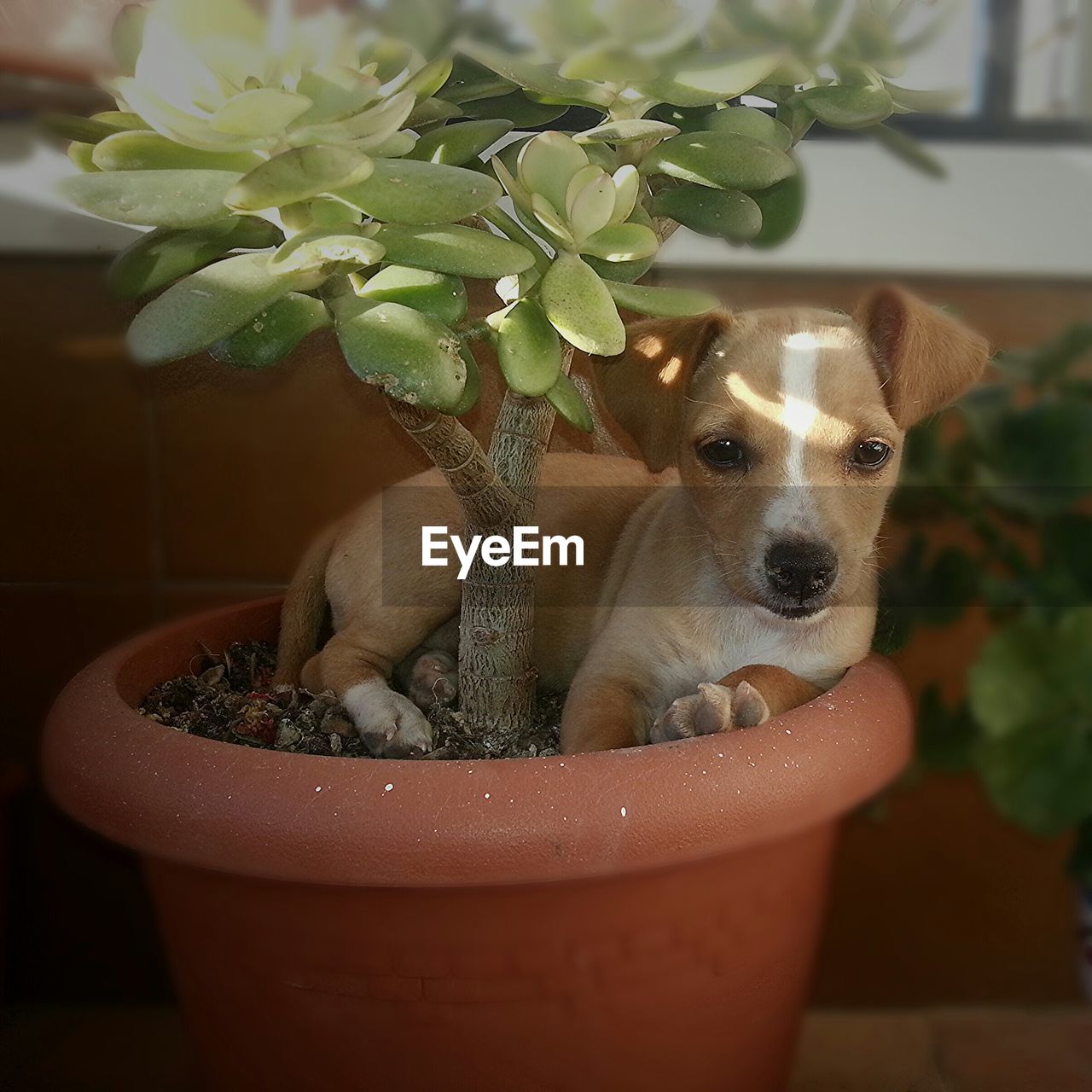 Dog sitting in potted plant