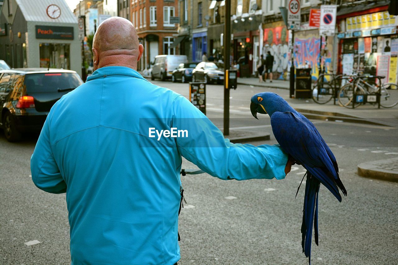 Rear view of man carrying hyacinth macaw on hand