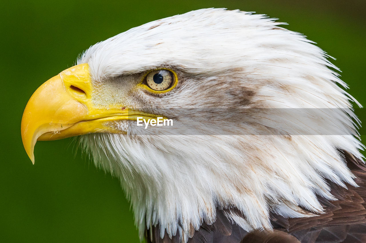 bird, animal themes, animal, bird of prey, one animal, animal wildlife, wildlife, bald eagle, eagle, beak, animal body part, animal head, close-up, portrait, wing, feather, nature, no people, looking, focus on foreground, outdoors, profile view, side view, beauty in nature