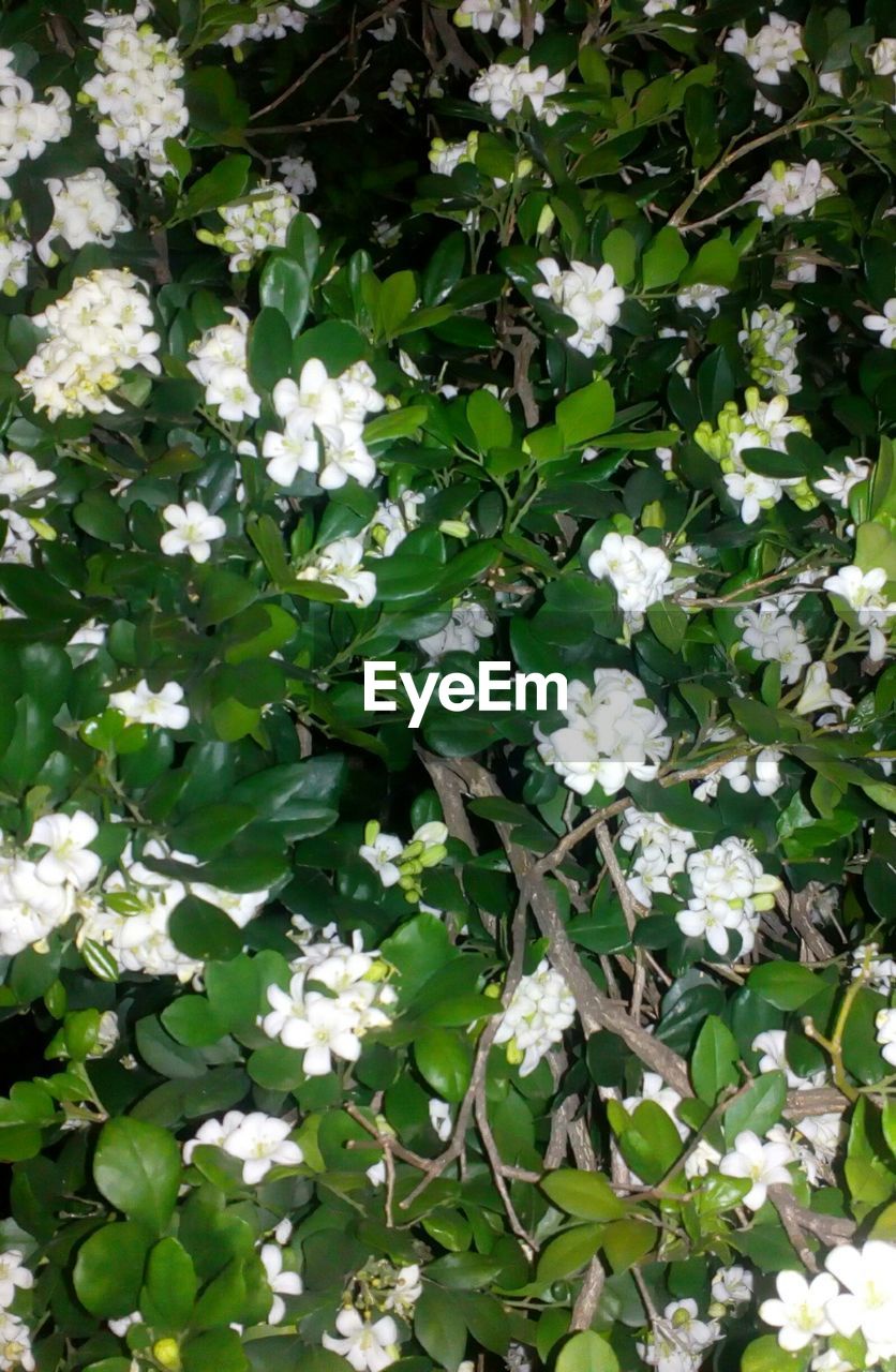 CLOSE-UP OF FLOWERS BLOOMING IN WATER