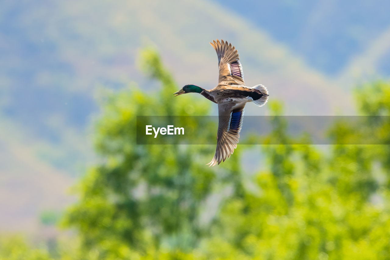 LOW ANGLE VIEW OF HAWK FLYING