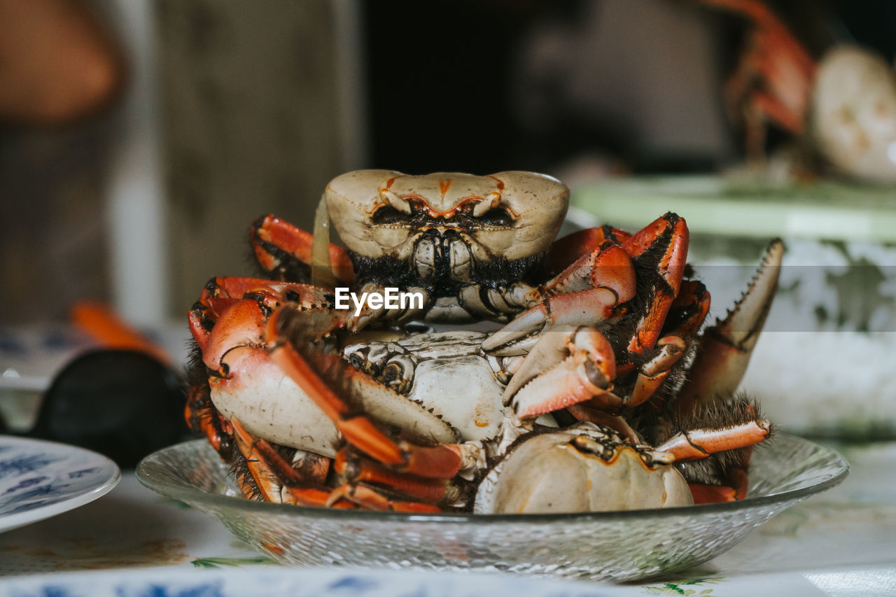 Close-up of crab in plate