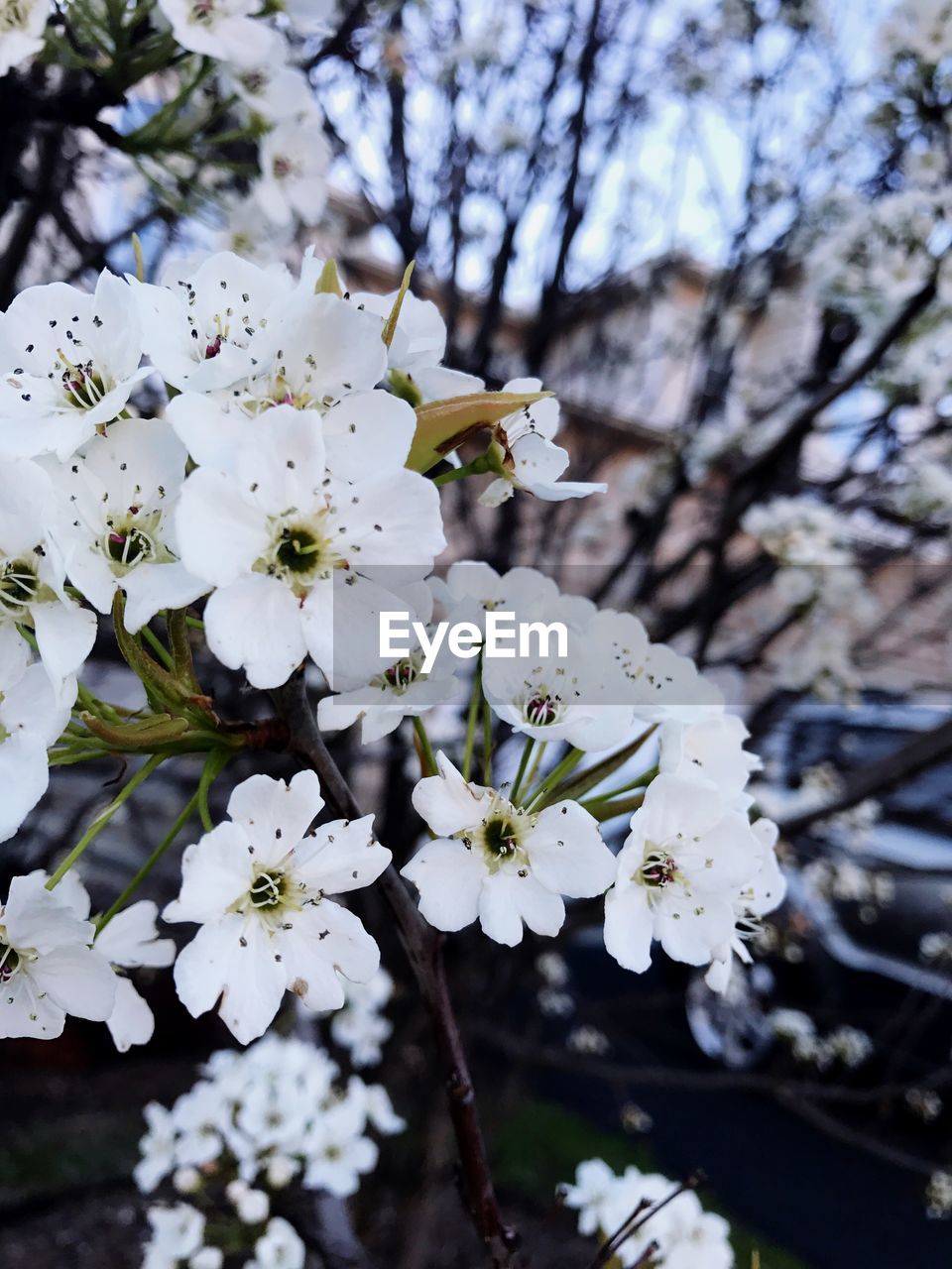 APPLE BLOSSOMS IN SPRING