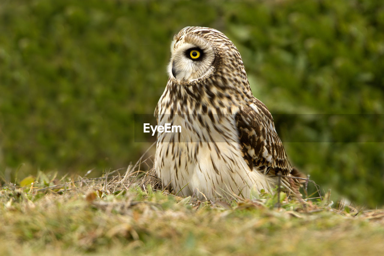 CLOSE-UP PORTRAIT OF HAWK ON FIELD