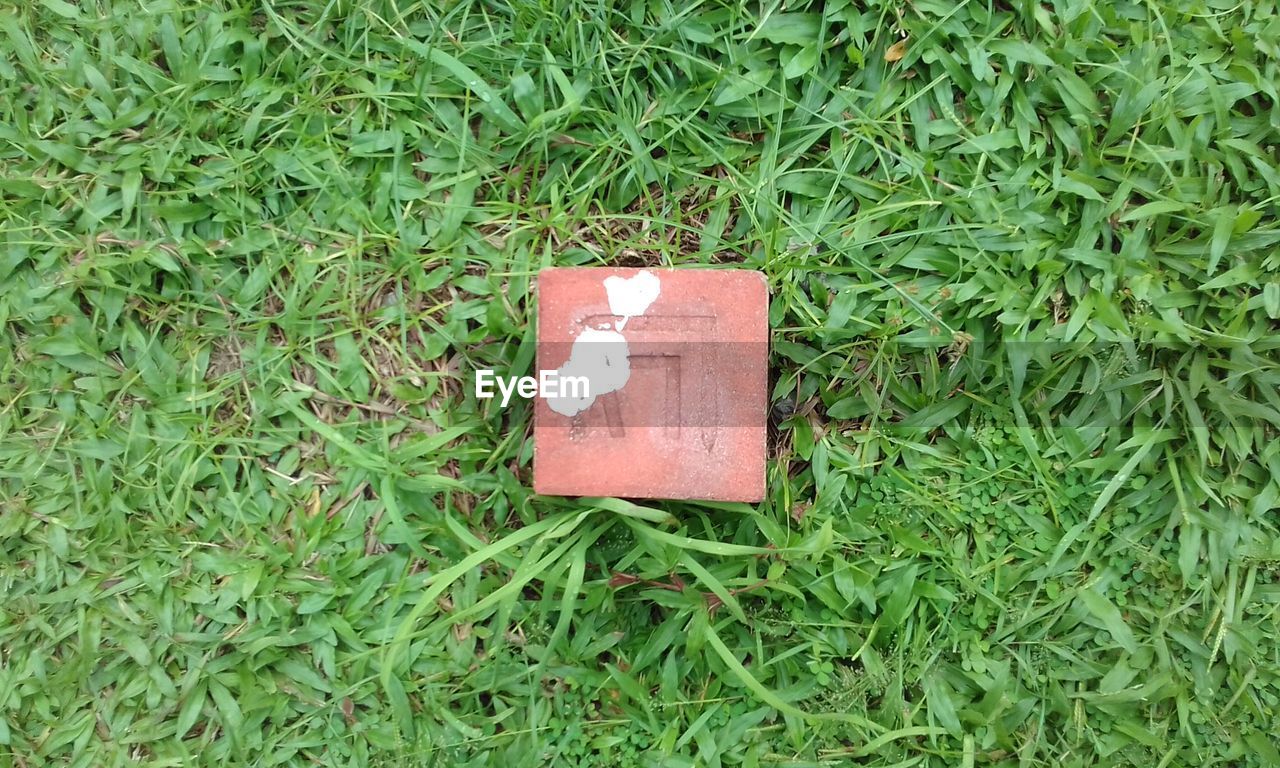 HIGH ANGLE VIEW OF GREEN GRASS ON FIELD