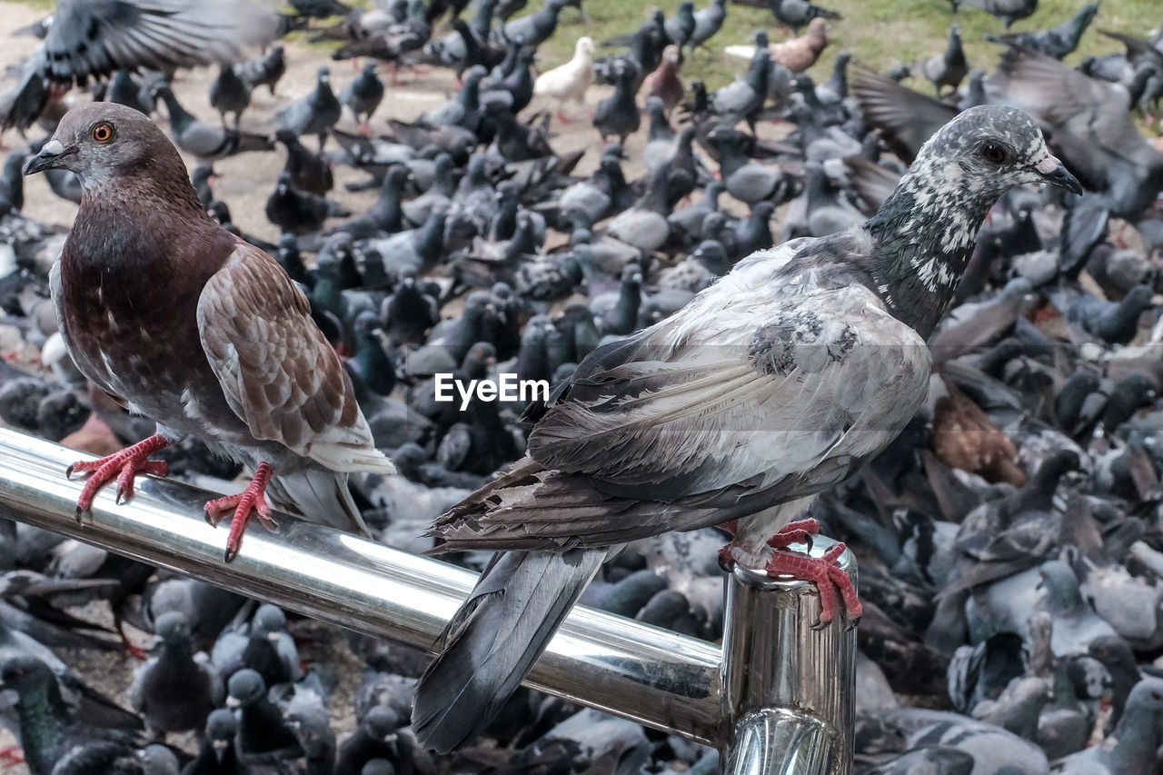 HIGH ANGLE VIEW OF PIGEON PERCHING ON GROUND