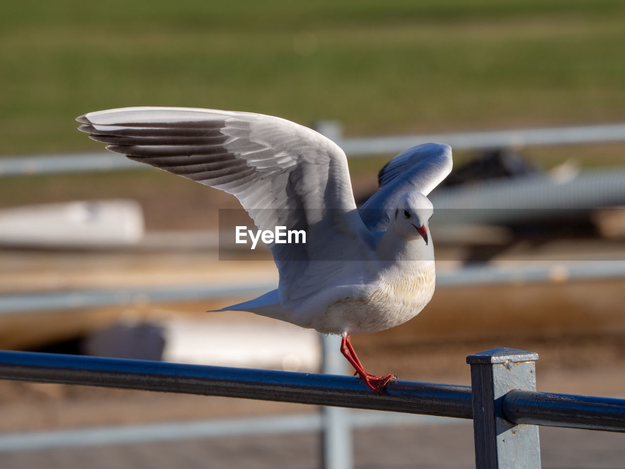 CLOSE-UP OF SEAGULL FLYING
