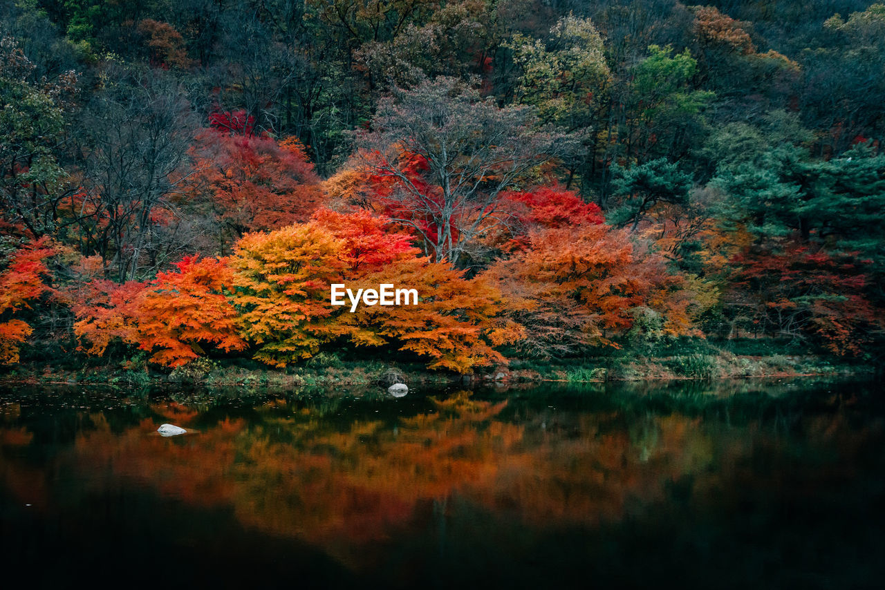 Autumn trees by lake in forest