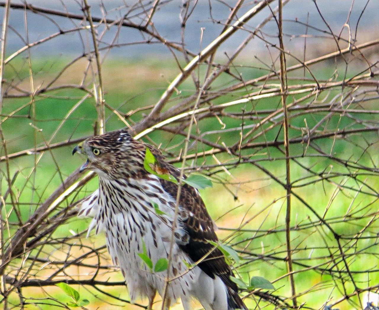 Close-up of eagle on bare tree