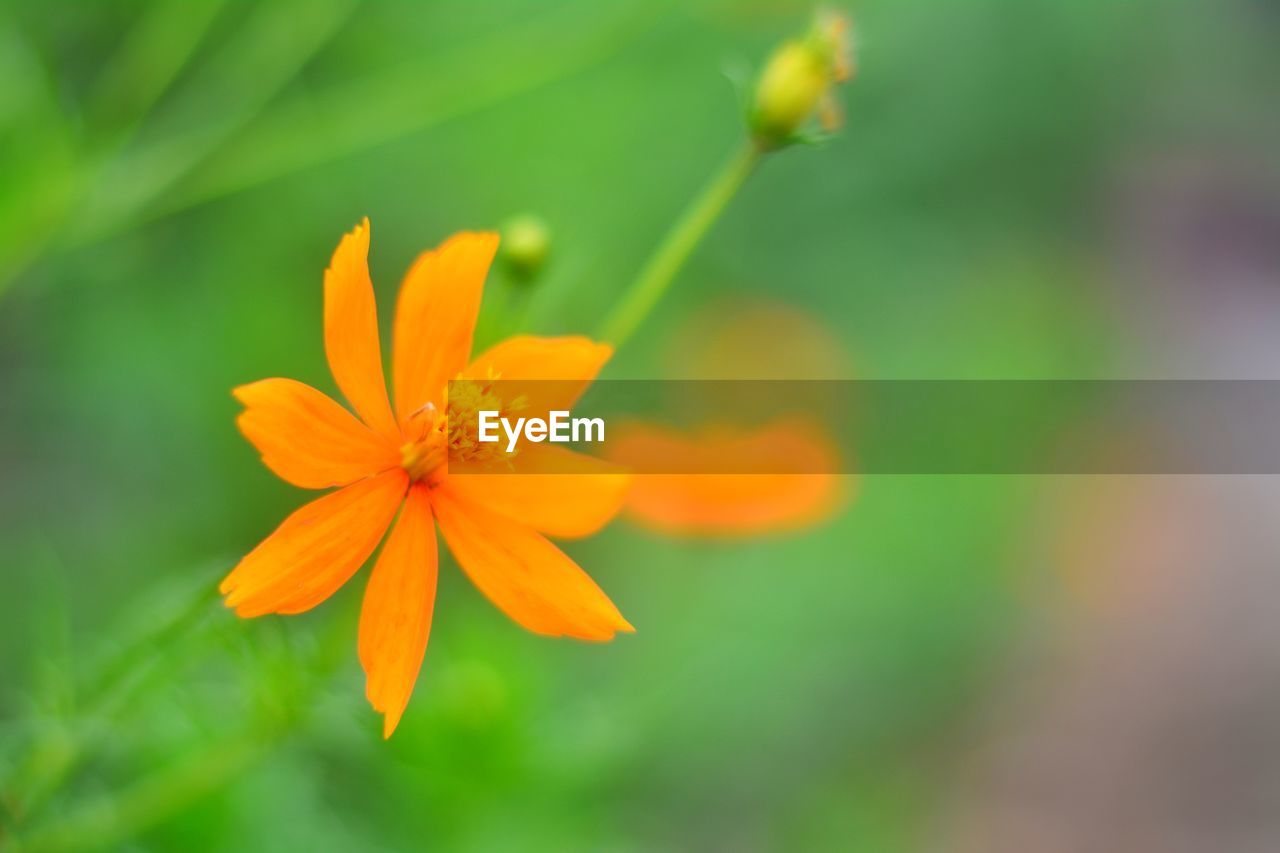 CLOSE-UP OF ORANGE FLOWER