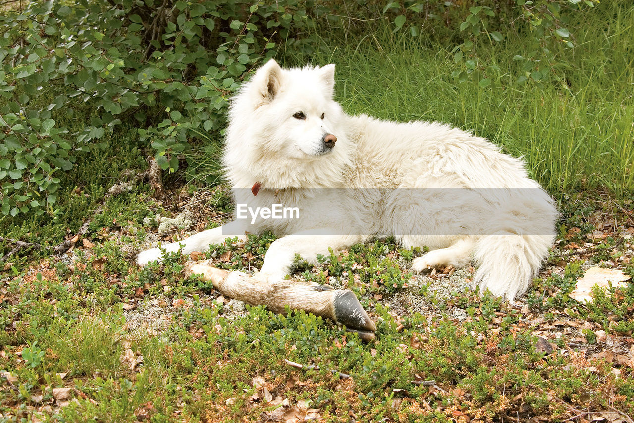 WHITE DOG LYING IN GRASS