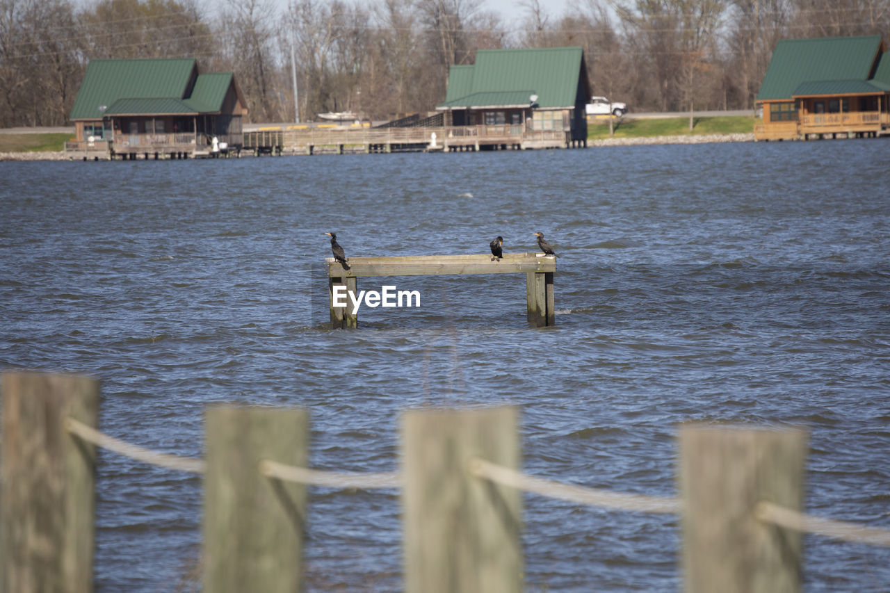 water, bird, nature, group of animals, wildlife, day, animal themes, shore, animal wildlife, animal, built structure, no people, lake, architecture, vehicle, dock, water bird, reflection, outdoors, focus on background, winter, transportation, wood, building exterior, mode of transportation, duck