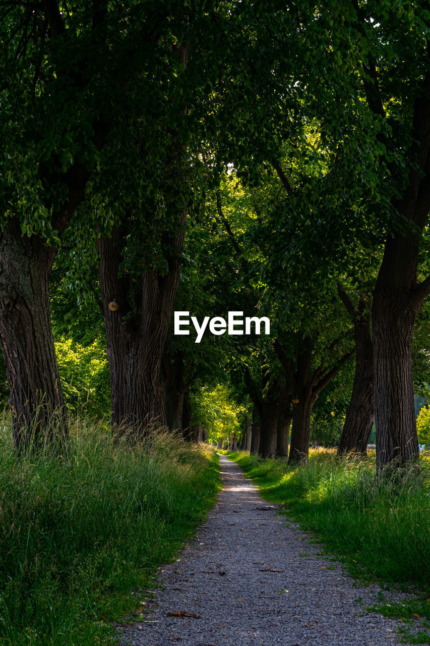 ROAD IN FOREST