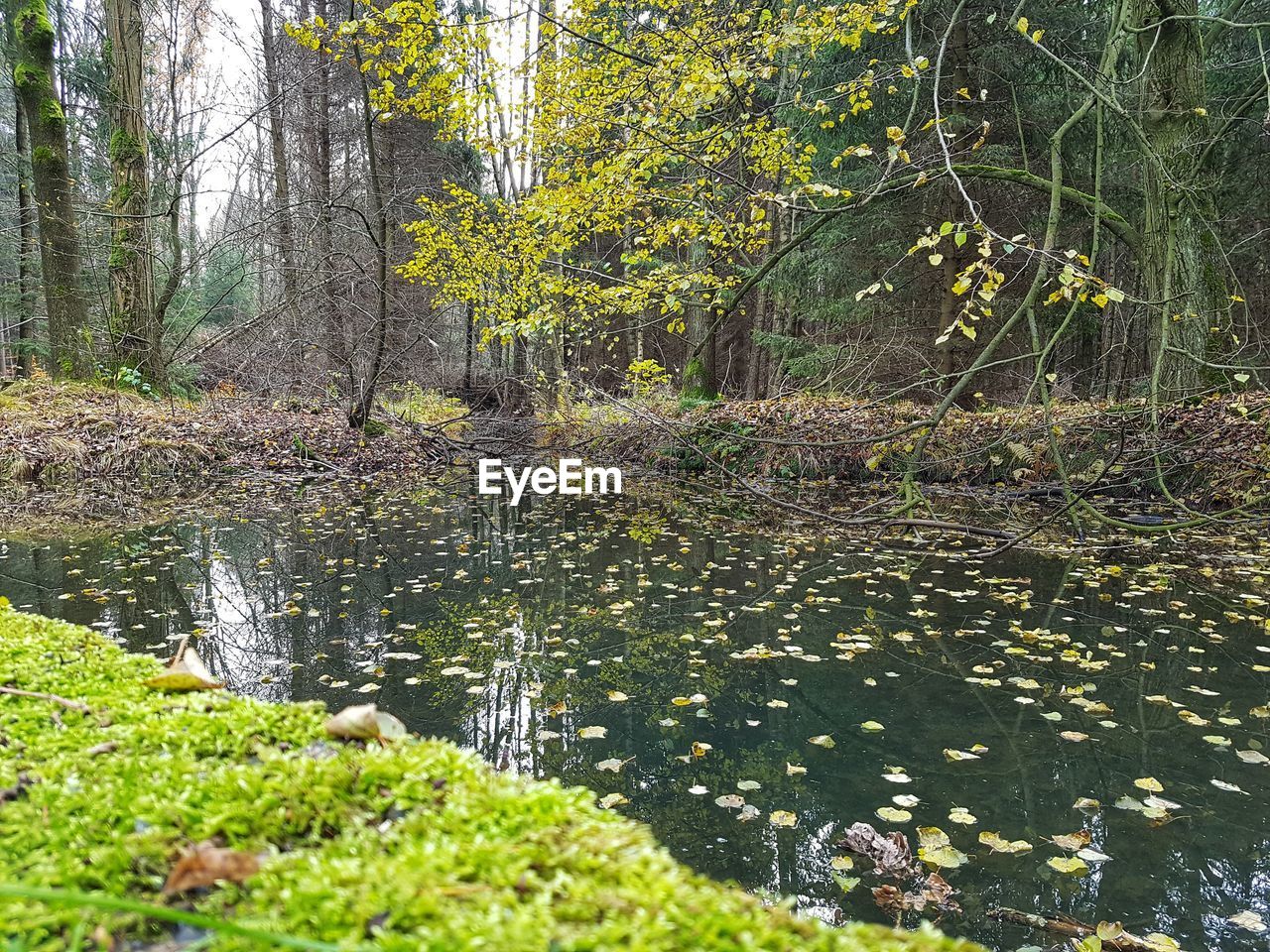 PLANTS GROWING IN FRONT OF A FOREST