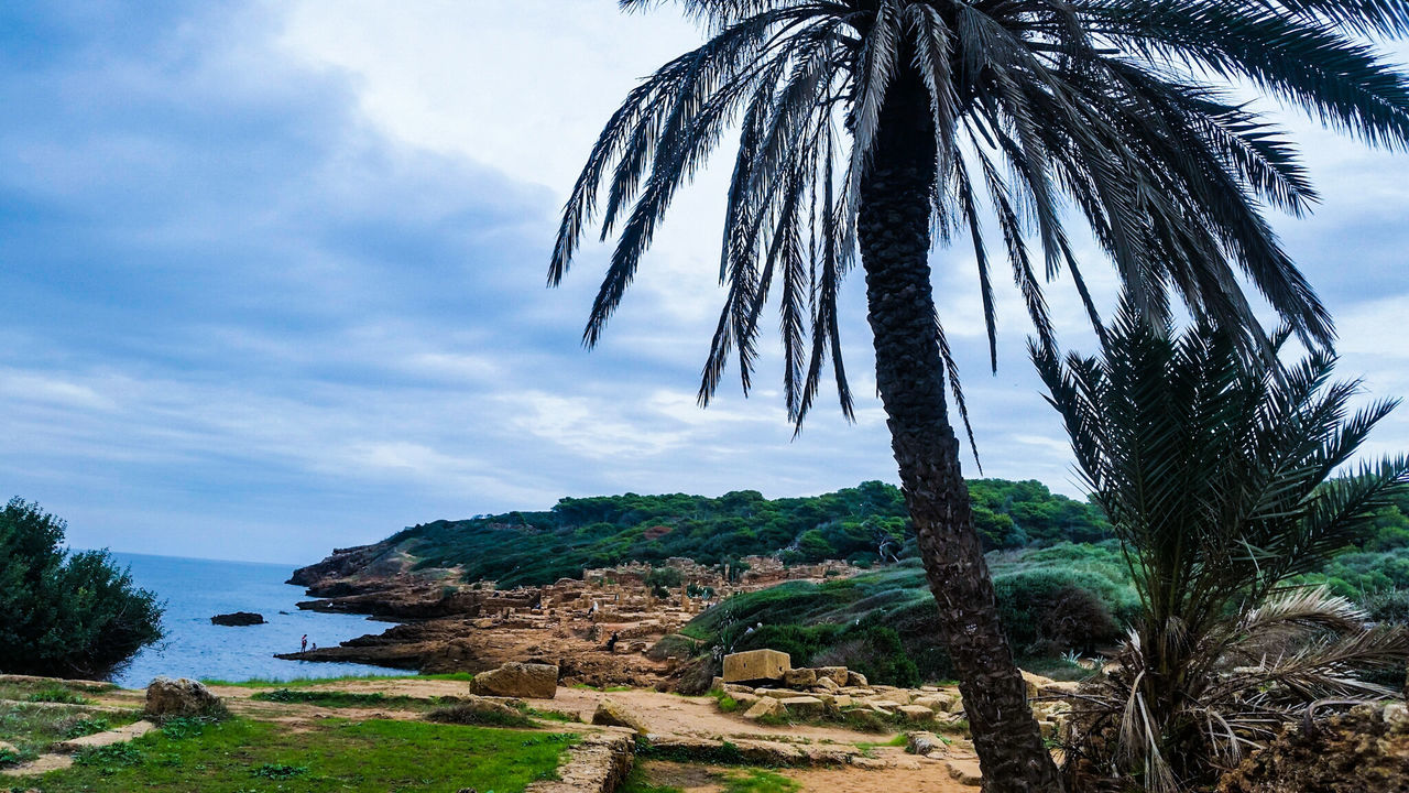 Palm trees against cloudy sky