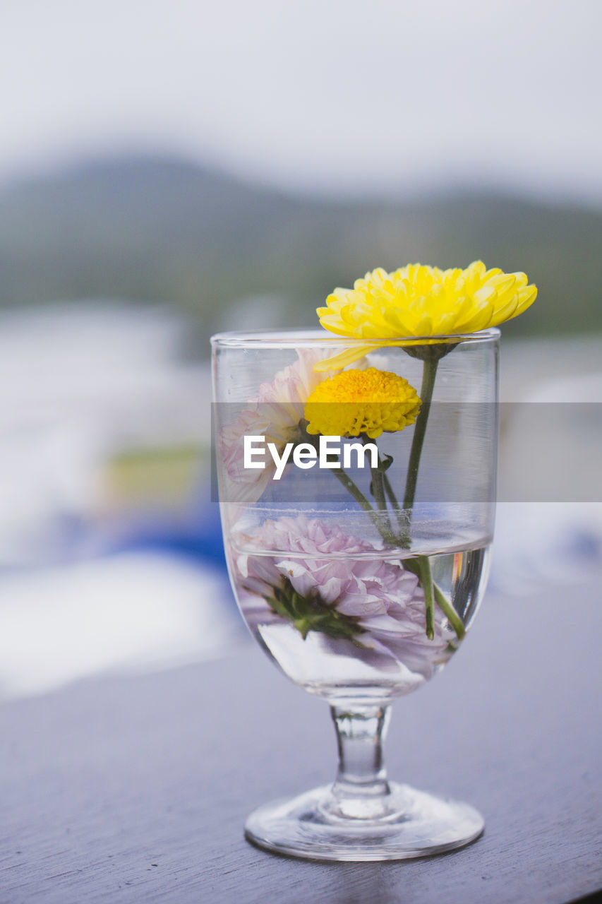 CLOSE-UP OF YELLOW FLOWER IN GLASS