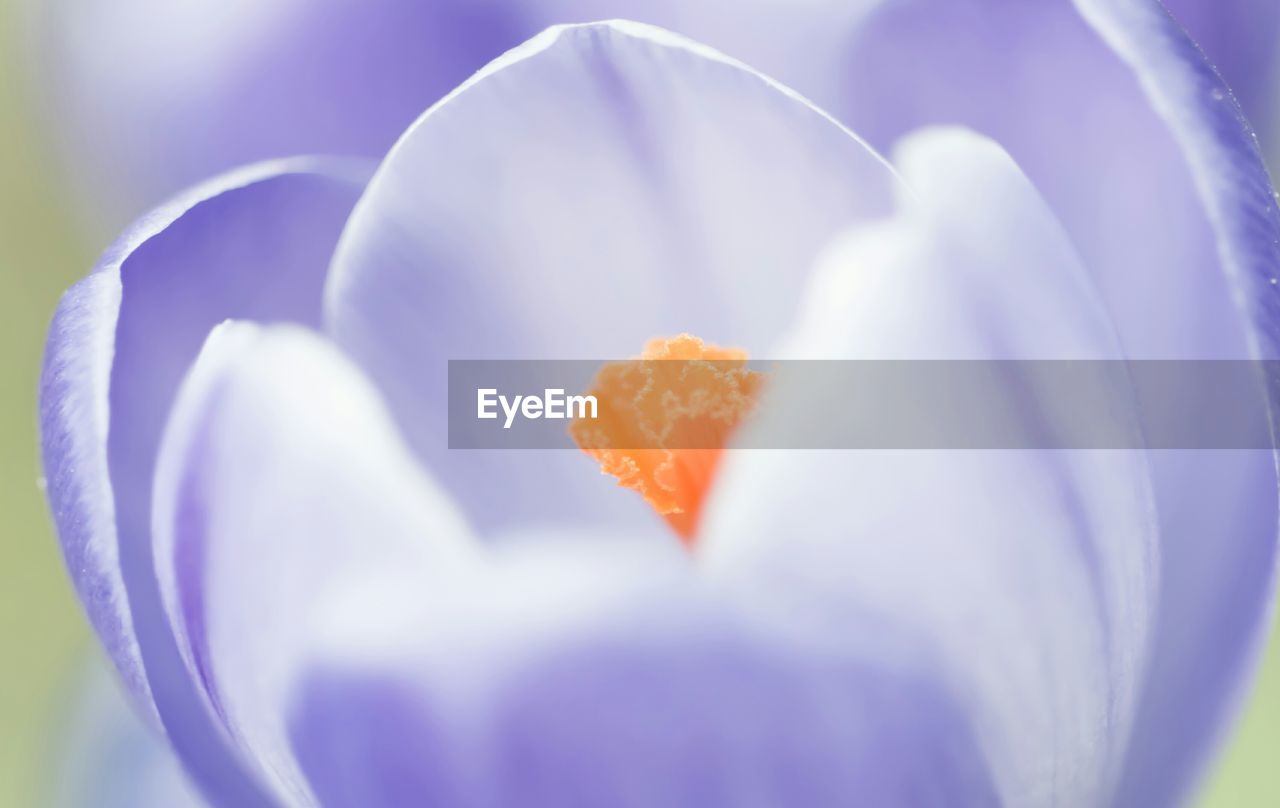 Close-up of crocus blooming outdoors