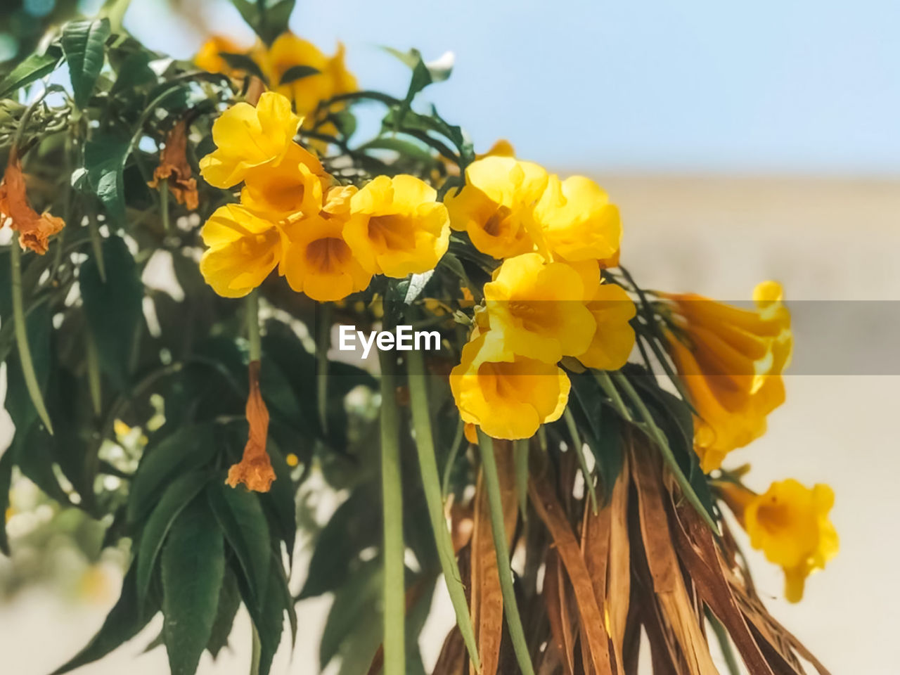 Close-up of yellow flowering plant