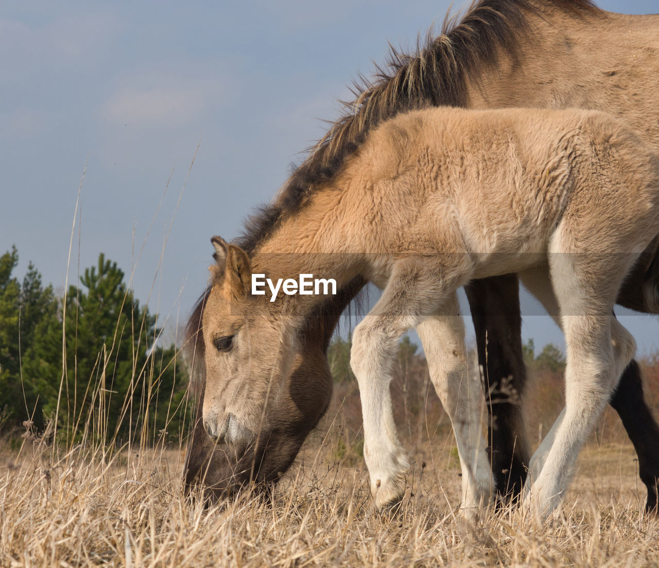 Horses grazing in a field