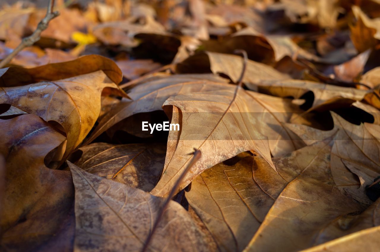 Close-up of dry maple leaves