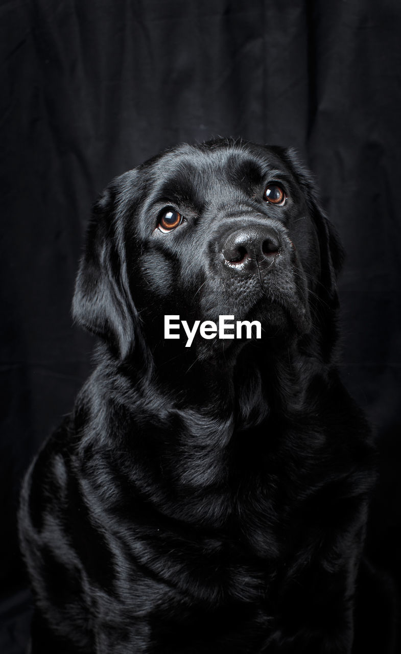 Close-up portrait of dog looking away