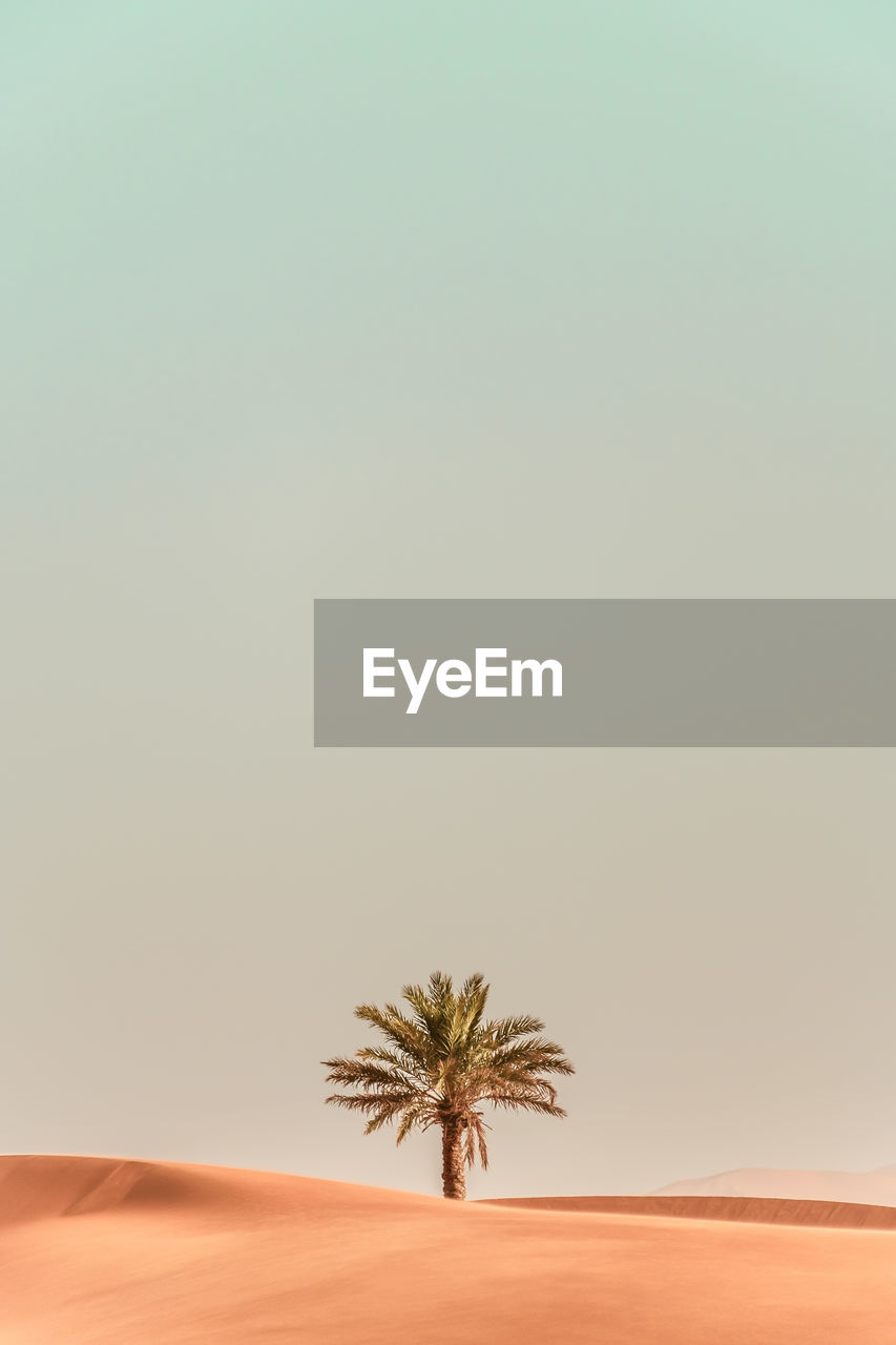 Palm tree in desert against clear sky