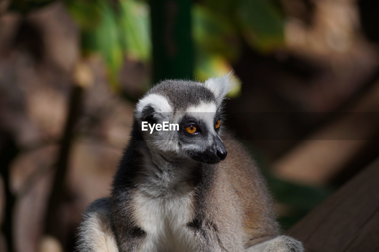 Close-up of lemur at zoo