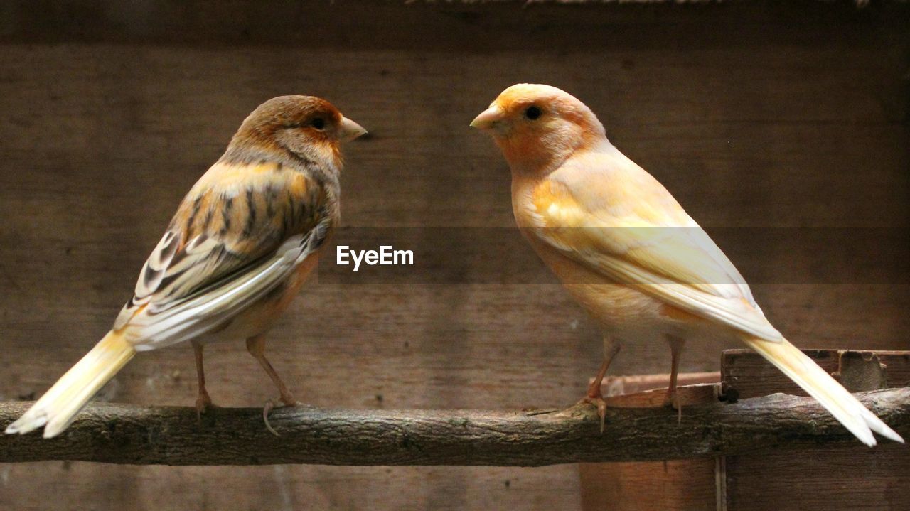 Close-up of birds