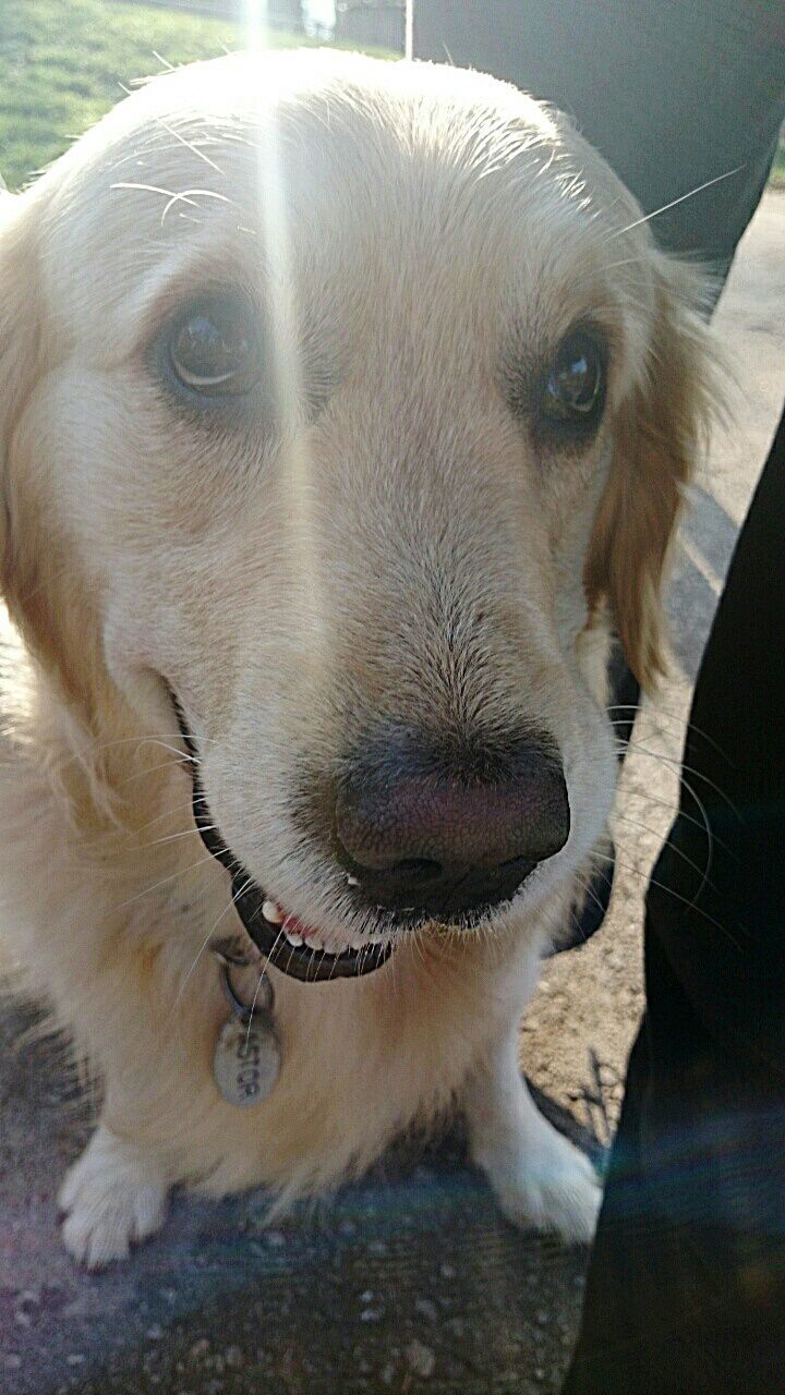 CLOSE-UP PORTRAIT OF DOG