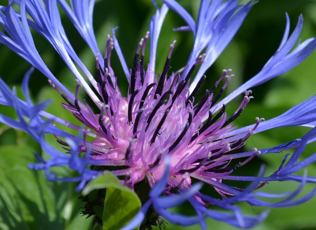 CLOSE-UP OF PURPLE FLOWERS BLOOMING OUTDOORS