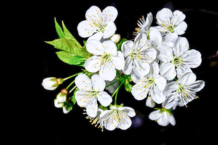 Close-up of white flowers over black background