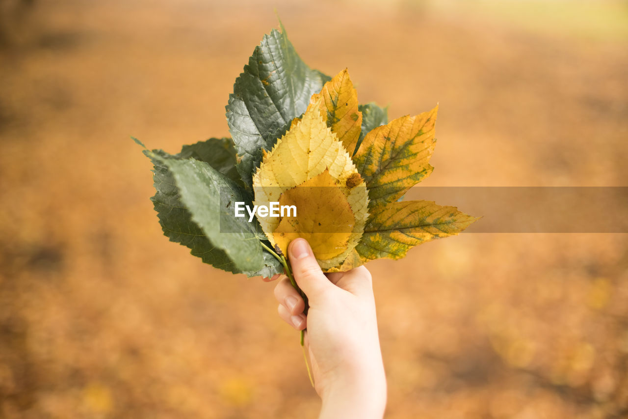 CLOSE-UP OF HAND HOLDING MAPLE LEAVES