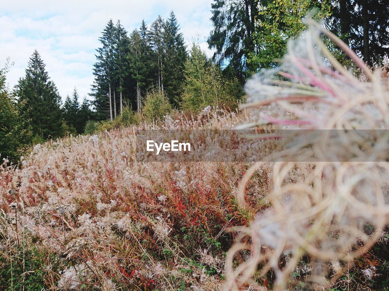 PLANTS GROWING ON FIELD