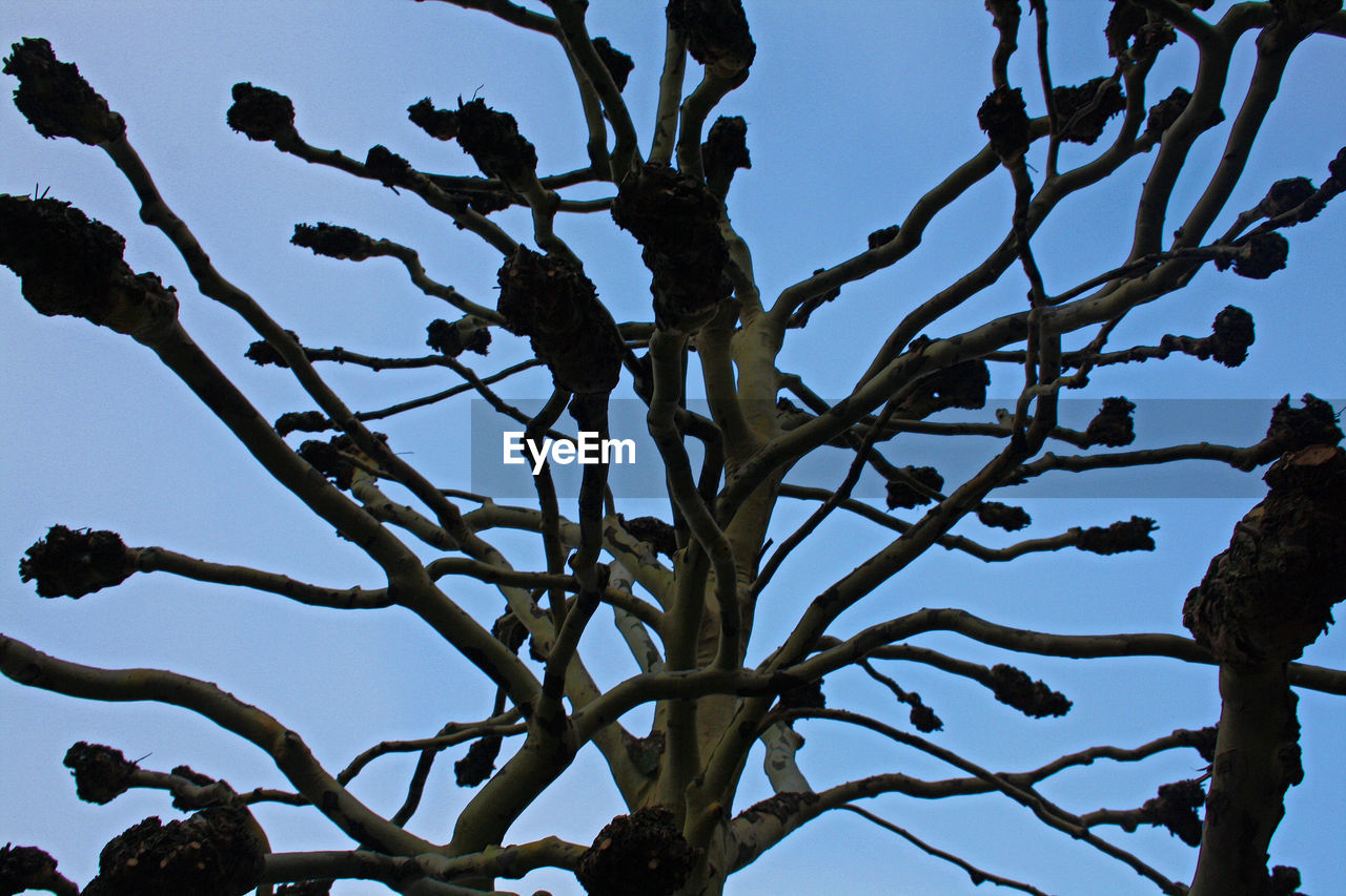 LOW ANGLE VIEW OF TREE AGAINST CLEAR SKY