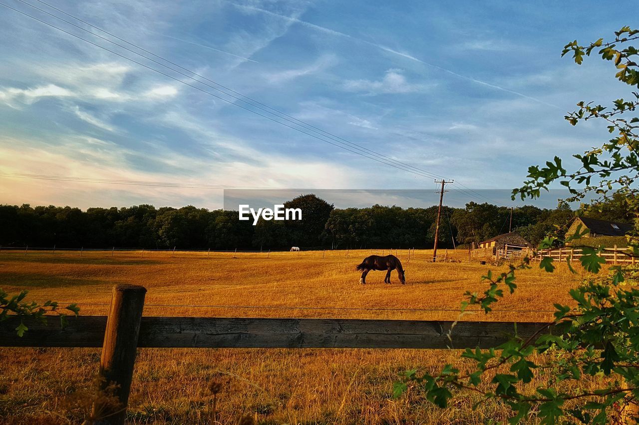 Horses in a field