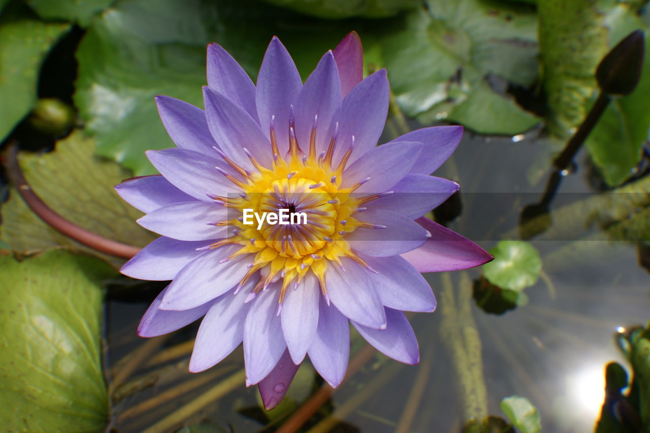 Close-up of purple flower