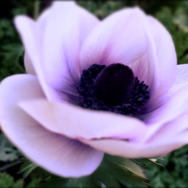 CLOSE-UP OF CROCUS WITH FLOWER