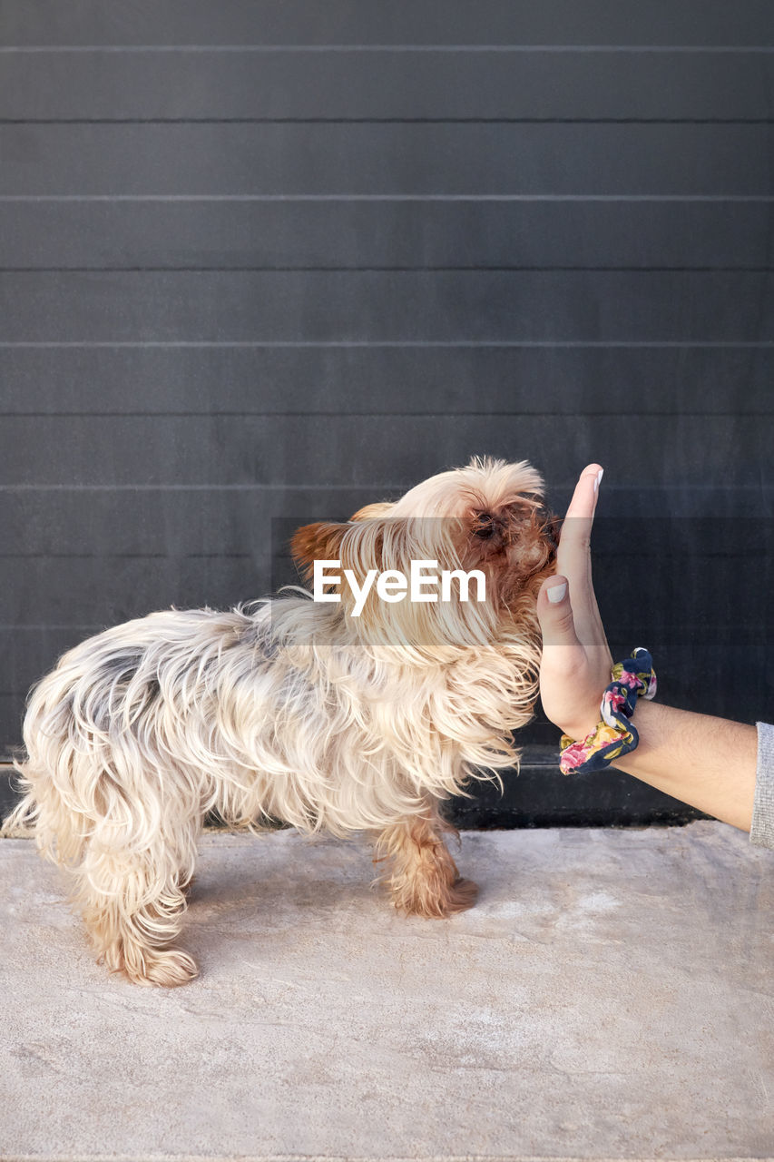 Little yorkshire girl shaking hands with her owner